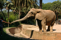 Barcelona Zoo Elefant